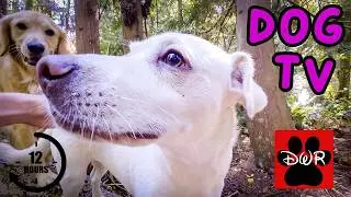 🐕&zwj;🦺💜 Daycare for your dog!  Dogs can't resist this Video! 🐕&zwj;🦺🐕🌦🌲