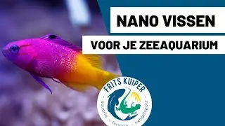 Nano fish for marine aquarium