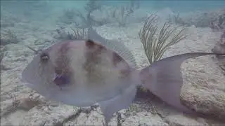 Hollywood Beach Shore Dive 3 16 2019 Allen Street