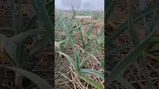 Narc G1 Garlic Advance Booking in Pakistan