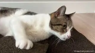 Ripple Rug Cat Activity Mat