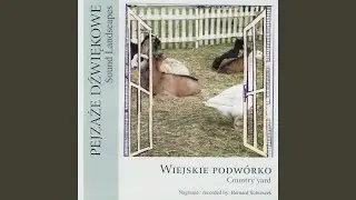 Crowing Cocks