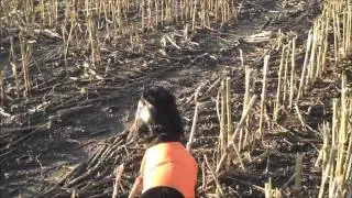 Gordon setter pointing partridge