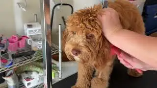 Georgie the Cavapoo gets a grooming!