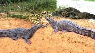 This is awesome, Creative Man Make Best Crocodile Trap| Amazing crocodile Trap 100%