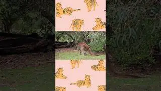 Ultimate Wild Animals Collection in 4K ULTRA HD