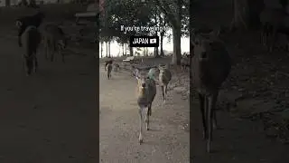 Bowing Deers of Nara Japan!