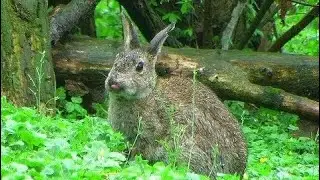 Conigli selvatici - Wild European Rabbits