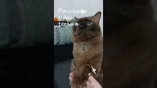 Rutinitas pagi Kucing Elmilo #cat #kucinglucu #catshorts #kucing #catvideos #cute