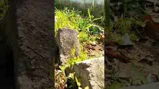 Seed attack by wood sorrel (oxalis)
