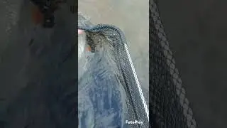 Rapfen auf Twitch Bait