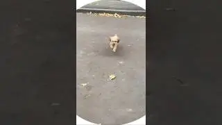 Собаки забыли команды ???? #видеоблог #собака #кружочки