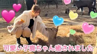 可愛い子鹿ちゃんに癒されました💕奈良公園🫎