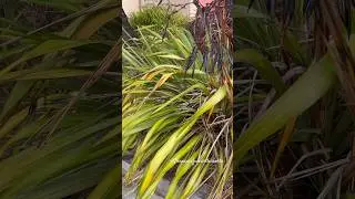 New Zealand Flax Plant in Forest | Beautiful Morning by Pacific Ocean #thepeacefulworldearth #short
