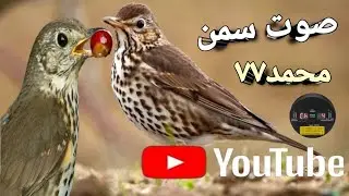 صوت سمن محمد٧٧ 2025