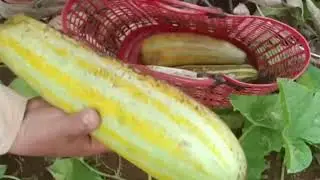 Amazing Farmer Having Cut Wax gourd Vegetable And Picking Cucumber Fruit in Green Farm.