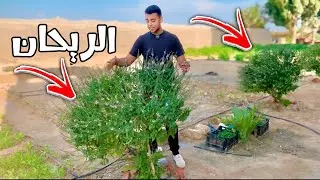 الريحان ☘️