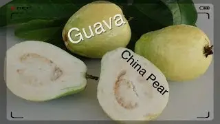 Guava Fruit Tree - The China Pear is White & Creamy