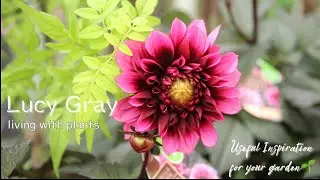 【花便り】秋を告げる色鮮やかなダリア、パンジービオラにミニバラ&ldquo;モカ&rdquo;などおすすめ花苗をご紹介！