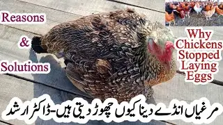 Why Chickens Stopped Laying Eggs | Dr ARSHAD