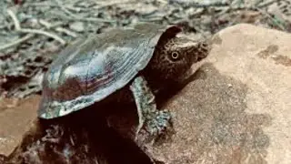5 Fun Facts About The Flattened Musk Turtle
