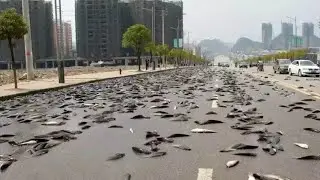 Fish Falling from the Sky: Unusual Weather Phenomenon in Rural Australia