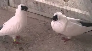 Blue Helmet pigeon