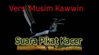 Suara Pikat Kacer musimkawin