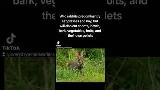 What do rabbits eat? #fact #facts #funfacts #rabbits #bunnies #pellets #grass #hay #fruits