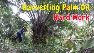 4 year old oil palm harvest in my oil palm plantation, harvesting oil palm fruit is a difficult job