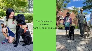 The differences between Guide Dogs for the Blind & The Seeing Eye