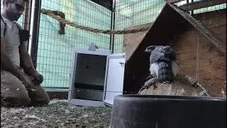 Part 1 Giselle Falconry Goshawk End of Molt Training