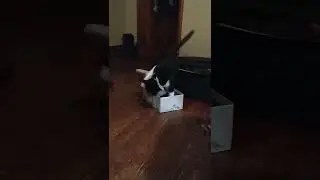 Tumbleweed and the Slipper 2