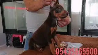 King doberman yavru