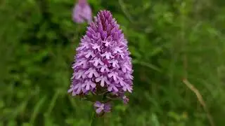 Pyramidal Orchid (Anacamptis pyramidalis)