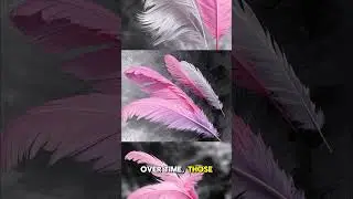Flamingos Are Born Gray, Not Pink 🦩#facts #animals #shortsfeed #shorts #shortsvideo
