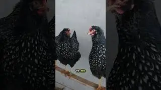 Заказать яйцо перейти в инстаграмм elitechik