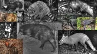 One Month Backyard Wildlife Camera Time Lapse