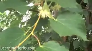 SOSEUROFORESTE ,LINDEN TREE ,LearningHerbs.com