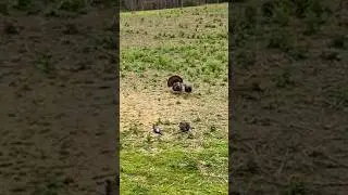 Gobbler Drop-kicks Turkey Decoy! #shorts #hunting #turkeyhunting