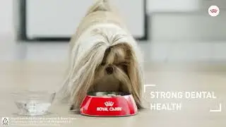 Royal Canin - Tailored Nutrition for Shih Tzu