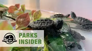 Helping Turtle Hatchlings in Thousand Islands National Park