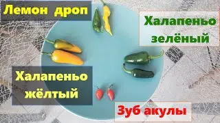 54 Дегустация новинок острых перцев из гидропоники - Халапеньо, Лемон дроп, Зуб акулы 17.03.22