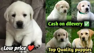 Labrador Puppy Available For Sale in Delhi Ncr | White Labrador | Black Labrador 