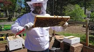 Honeybees and the Demaree Split Full Video