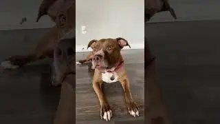 PENNY LEARNS SHE'S ADOPTED! 😱  #shorts #talkingdog
