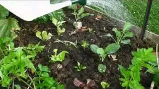 Save Money While Growing Your Own Food