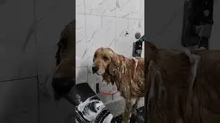 Short vlog funny trend #funny #dog #bath nbark #goldenretreiver