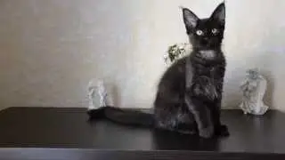 Кошка мейн кун черный солид - питомник 