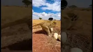 This Monkey Really Tried to Steal an Ostrich Egg... 😂 #monkey #funnymonkey #funny #funnyvideo #fyp